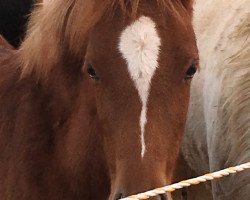 dressage horse Amy (German Riding Pony,  , from A new Star)