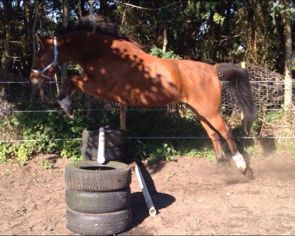 Pferd Sir Henry (Deutsches Reitpony, 2007, von Hightower)