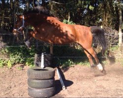 horse Sir Henry (German Riding Pony, 2007, from Hightower)