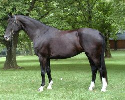 broodmare Donna Lady (Hanoverian, 1995, from Donnerhall)