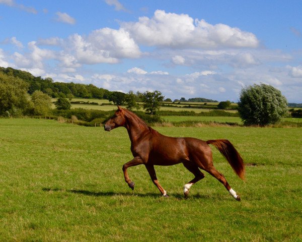 stallion DON DAVIAN (anglo european sporthorse, 2012, from Don Juan de Hus)