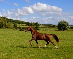 stallion Don Davian (anglo european sporthorse, 2012, from Don Juan de Hus)