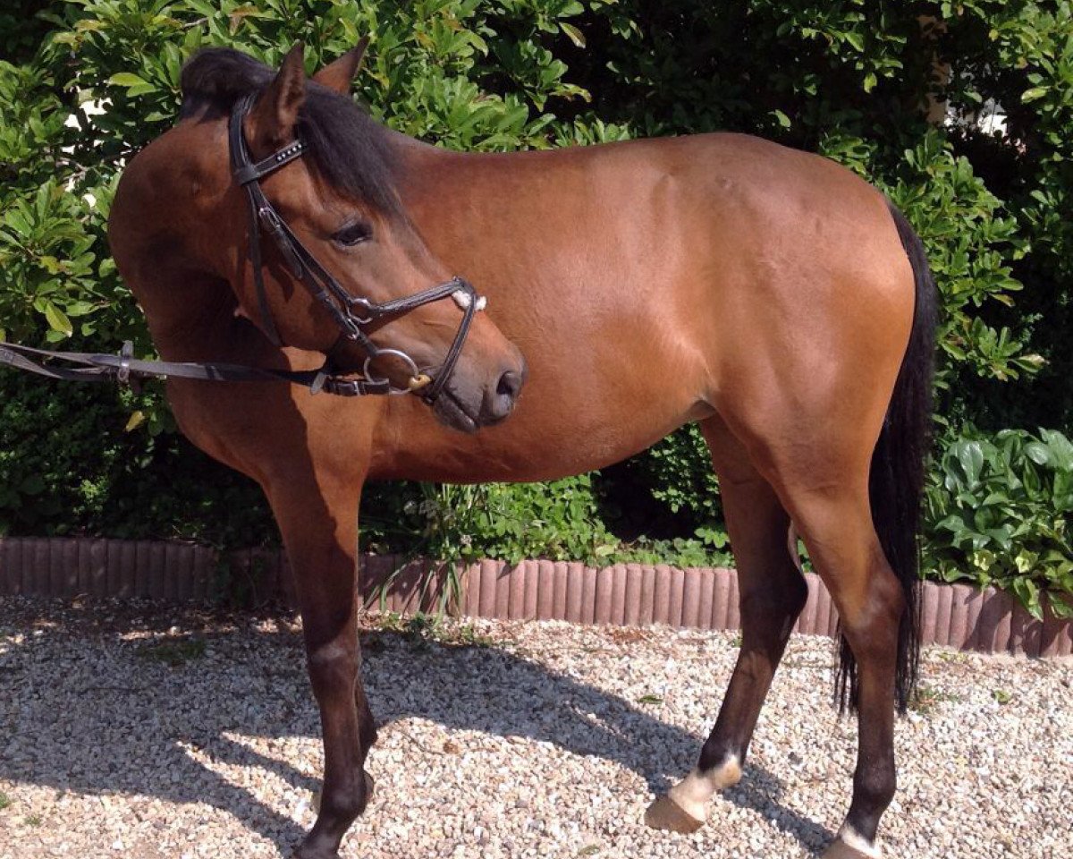 Springpferd Karambola 2 (Deutsches Reitpony, 2010, von Kantje's Carlando)