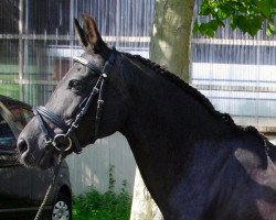 broodmare Stenhøjgårds Lotte (New Forest Pony, 1999, from Pedro)