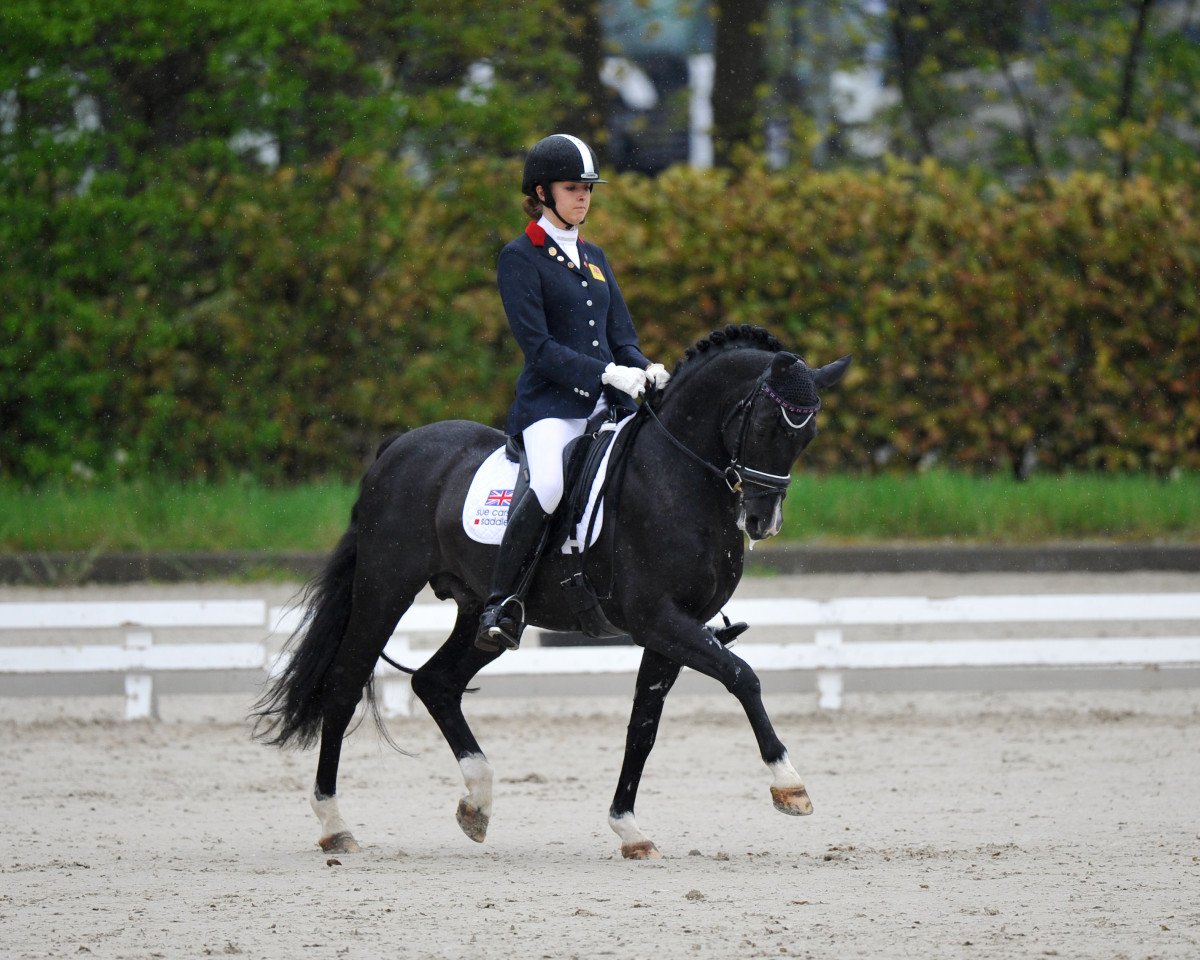 stallion Rembrandt D.d.h. (German Riding Pony, 2001, from Renoir)