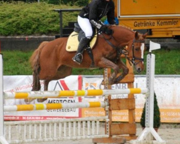 jumper Merlin 933 (German Riding Pony, 1997, from FS Maracaibo)