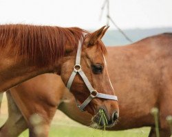 horse Davina (German Riding Pony, 2003, from Ulfenbach Dream Boy)