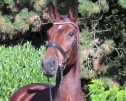 broodmare Destiny 246 (Westphalian, 2010, from Diamond Hit)