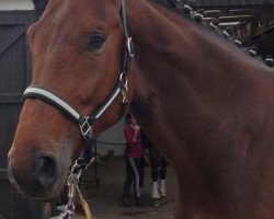 dressage horse Scala AV (Rhinelander, 2010, from Scolari)