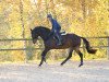 dressage horse Phönix T. (Trakehner, 2007, from Kaiserdom)