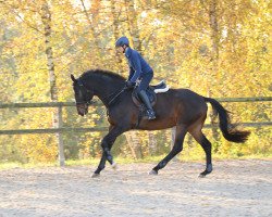 dressage horse Phönix T. (Trakehner, 2007, from Kaiserdom)