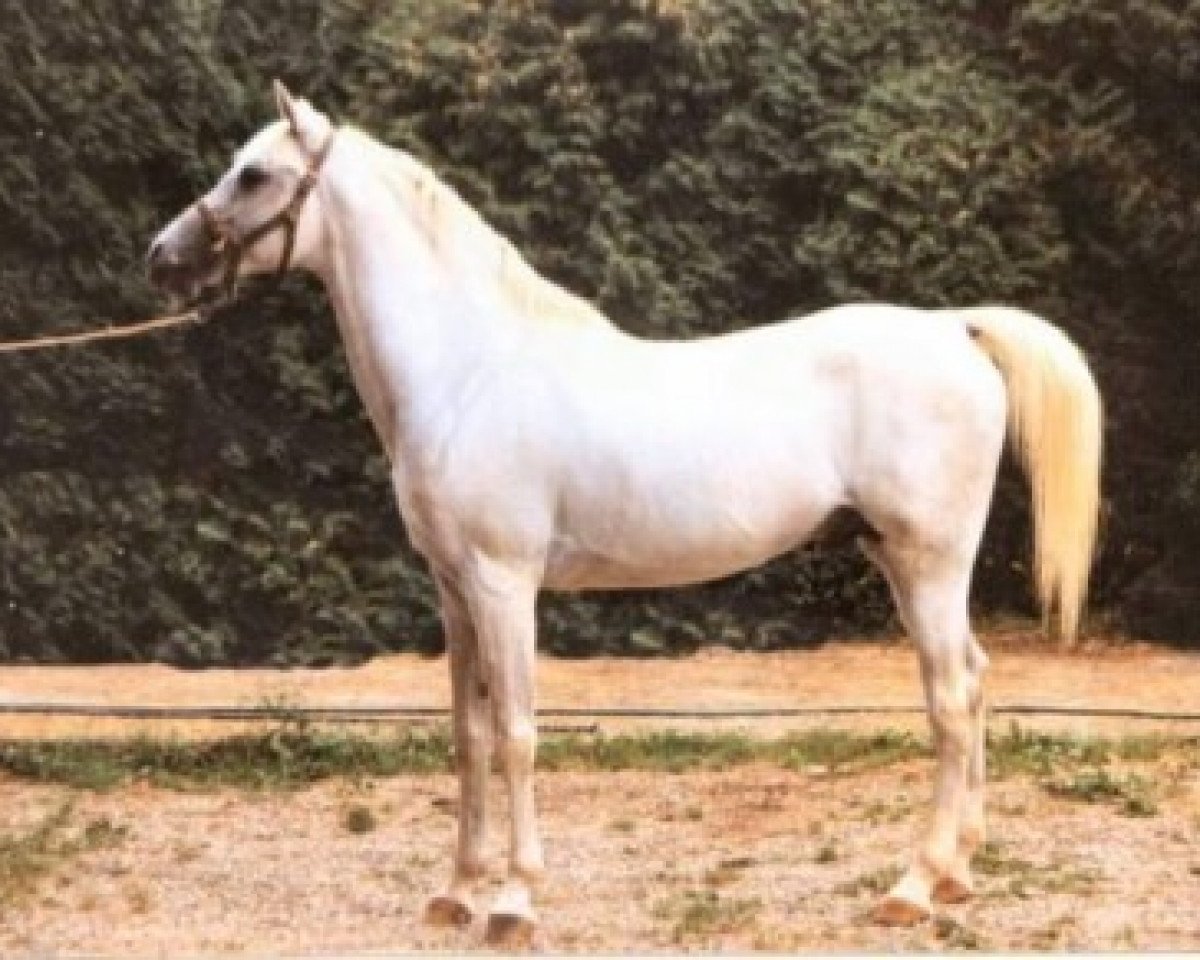 Deckhengst Alhabac ox (Vollblutaraber, 1956, von Cairel ox)