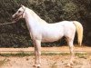 stallion Alhabac ox (Arabian thoroughbred, 1956, from Cairel ox)
