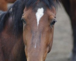 Springpferd Elena (KWPN (Niederländisches Warmblut), 2009, von van Gogh)