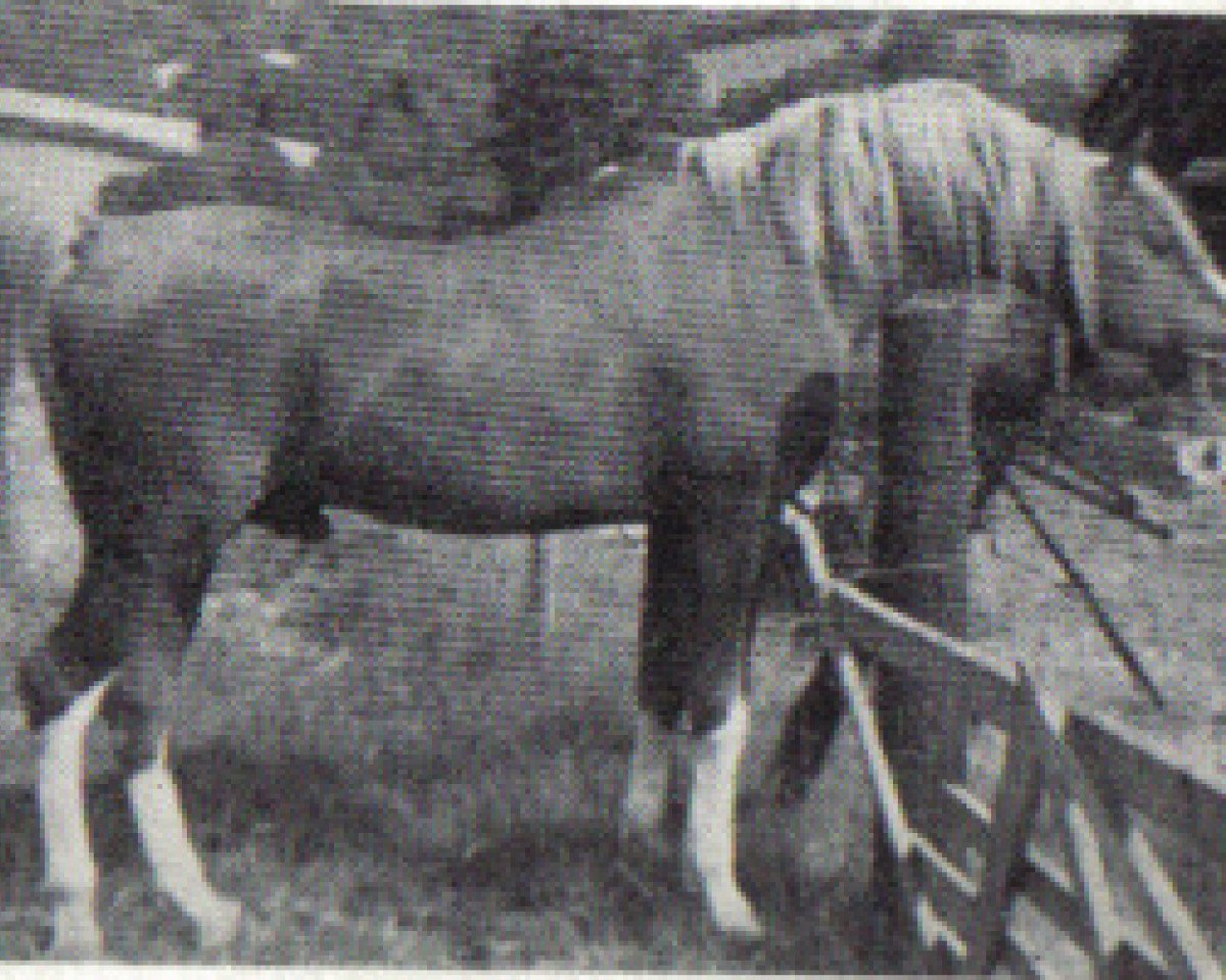 stallion Sahar ox (Arabian purebred, 1961, from Manto ox)