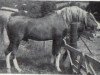 stallion Sahar ox (Arabian thoroughbred, 1961, from Manto ox)