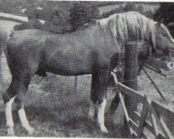 stallion Sahar ox (Arabian thoroughbred, 1961, from Manto ox)