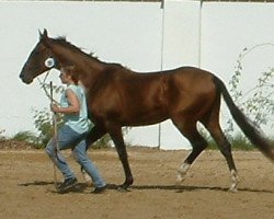 dressage horse Gawani (Achal Tekkiner, 2002, from Gardasch)