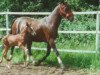 broodmare Marussia (Akhal-Teke, 1987, from Melgun)