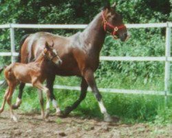 broodmare Marussia (Akhal-Teke, 1987, from Melgun)