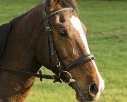 horse Melek (Akhal-Teke,  , from Perchat)