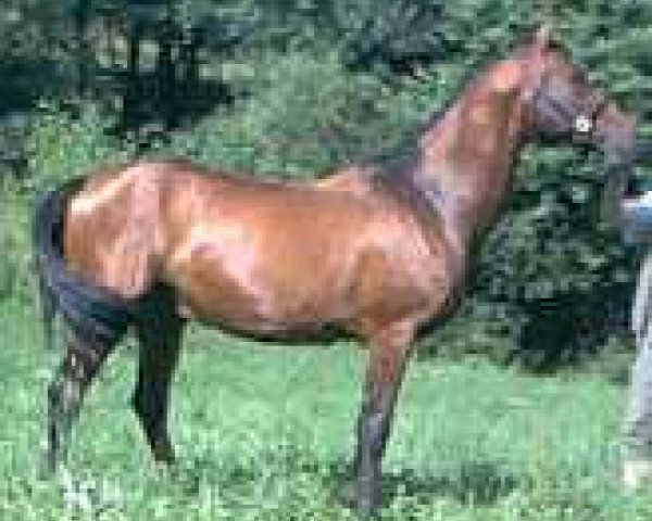 stallion Palysander (Akhal-Teke, 1997, from Karador)