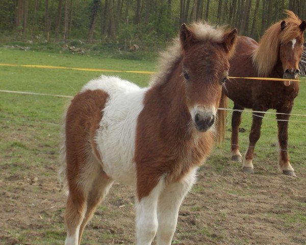 Springpferd Florian vom Rindergraben (Shetland Pony, 2015, von Vulkan vom Melkweg)