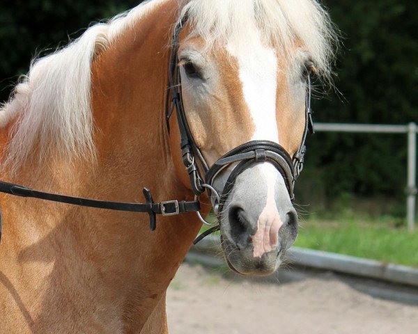 dressage horse Aragon (Haflinger, 2006, from Anthony)