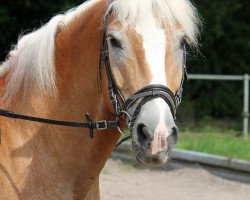 dressage horse Aragon (Haflinger, 2006, from Anthony)