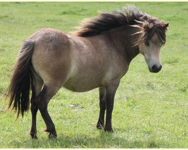 broodmare Tilda Anni vom Rindergraben (Shetland Pony, 2014, from Vulkan vom Melkweg)