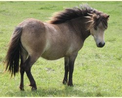 horse Tilda Anni vom Rindergraben (Shetland Pony, 2014, from Vulkan vom Melkweg)