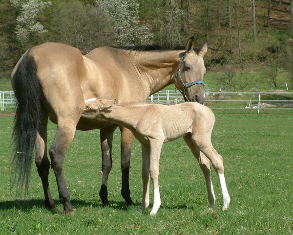 Zuchtstute Makhsara (Achal Tekkiner, 1990, von Anchar)