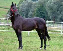 stallion Marvis (Akhal-Teke, 2001, from Palysander)