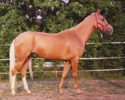 broodmare Güzel Kiralice (Akhal-Teke, 1989, from Watan)