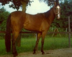 broodmare Gulsara (Akhal-Teke, 1981, from Junus)