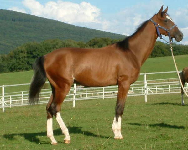 stallion Günay (Akhal-Teke, 2006, from Gardasch)