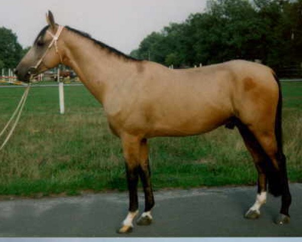 stallion Syrat (Akhal-Teke, 1987, from Mukhtar)