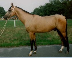 Deckhengst Syrat (Achal Tekkiner, 1987, von Mukhtar)