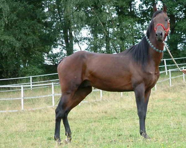 Pferd Soykan (Achal Tekkiner, 2001, von Syrat)