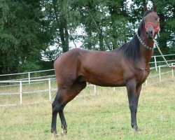 horse Soykan (Akhal-Teke, 2001, from Syrat)