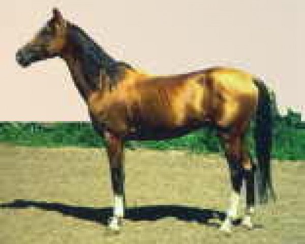 stallion Gardasch (Akhal-Teke, 1984, from Garazat)
