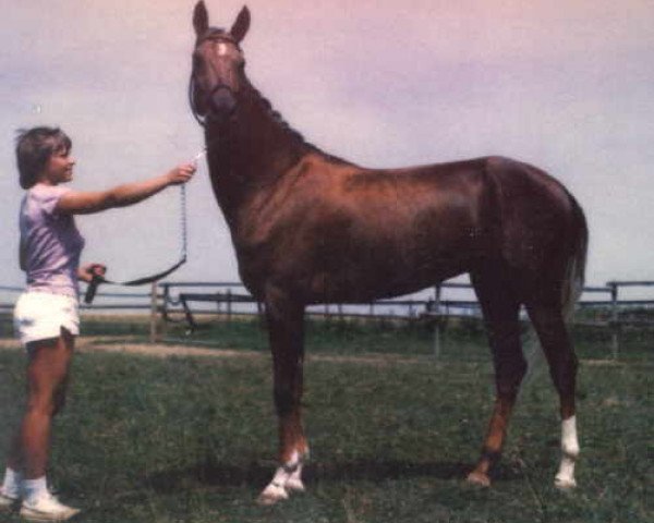 stallion Watan (Akhal-Teke, 1978, from Vatanchi)