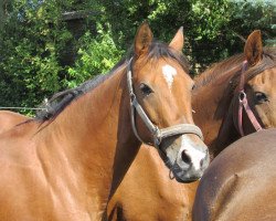 horse Nante (German Riding Pony, 2002, from Top Nonstop)