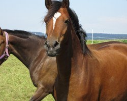 Zuchtstute Gracefull Holly RH (Deutsches Reitpony, 2010, von Halifax)