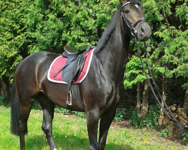 broodmare Diva 611 (Hanoverian, 2012, from Don Frederico)