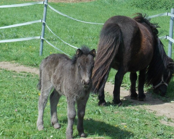 Zuchtstute Thalia (Shetland Pony, 2015, von Diamond Hagenstrup)