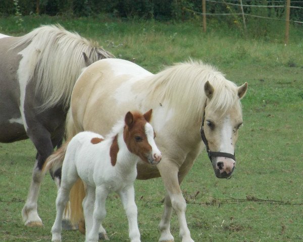 broodmare Despina vom Nordpol (Shetland Pony, 2011, from Balthasar vom Ellernbrook)