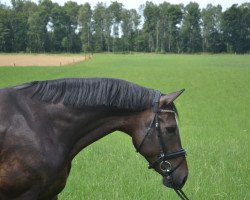 dressage horse Contador 34 (Rhinelander, 2008, from Castellini)