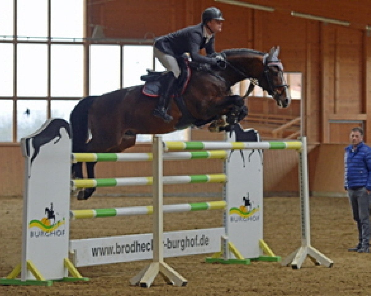 Deckhengst For Cornet (Hannoveraner, 2007, von For Pleasure)