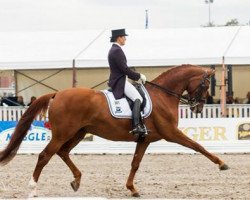 dressage horse Deveraux B (Westphalian, 2002, from Dimension)